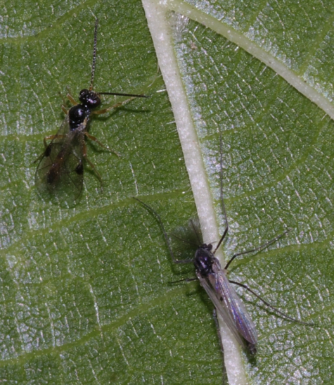 Piccoli Ichneumonidae (Tersilochinae)